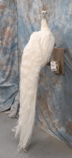 LIFESIZE WHITE PEACOCK ON PERCH  TAXIDERMY