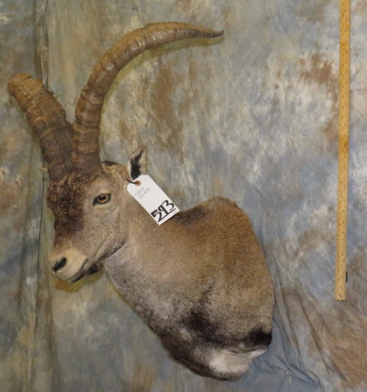 IBEX SH MT TAXIDERMY