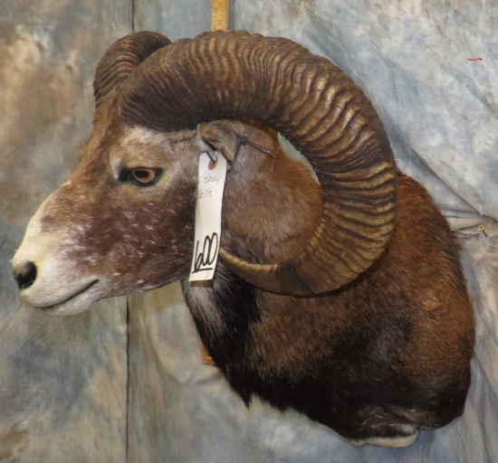 TX SHEEP SH MT TAXIDERMY