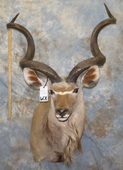 KUDU SH MT TAXIDERMY