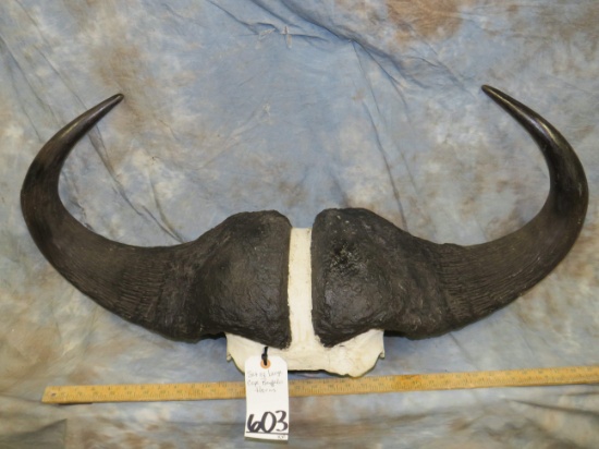 SET OF LARGE CAPE BUFFALO HORNS TAXIDERMY