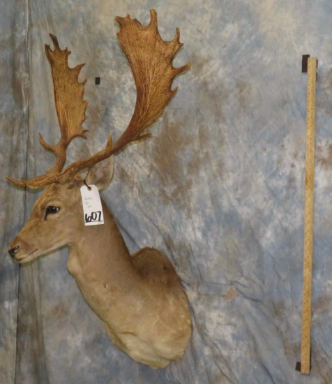 FALLOW SH MT TAXIDERMY
