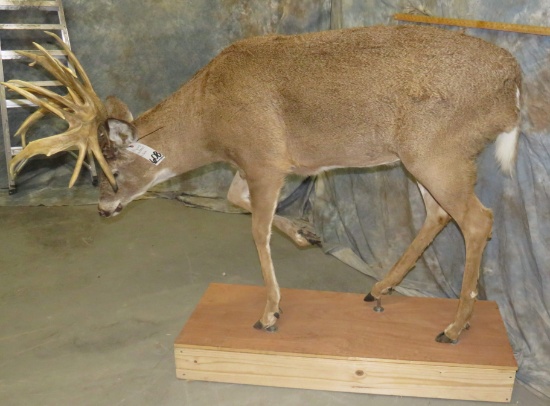 LIFESIZE WHITETAIL XL RACK TAXIDERMY