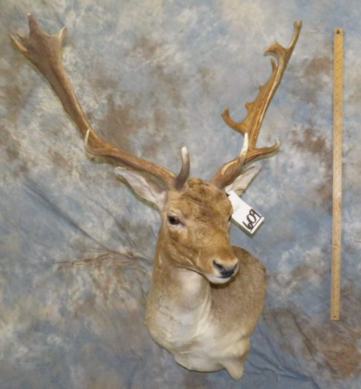 FALLOW WALL PED TAXIDERMY