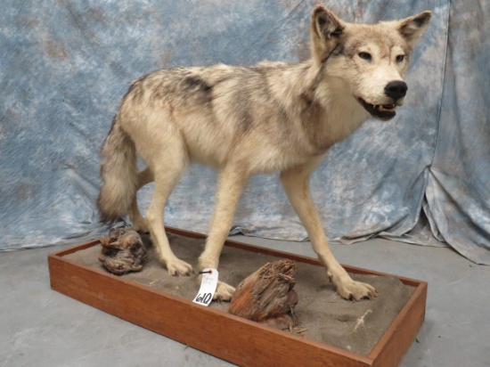 LIFESIZE WOLF TAXIDERMY