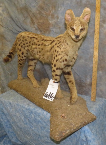 SERVAL CAT TAXIDERMY