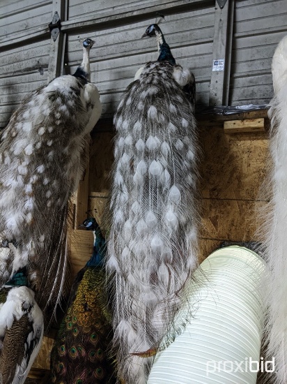 LIFESIZE PIE BALD PEACOCK  TAXIDERMY