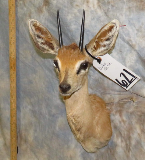 DUIKER SH MT TAXIDERMY