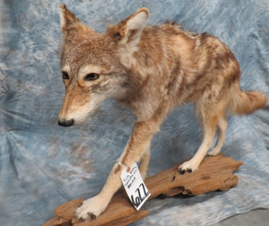 LIFESIZE COYOTE ON BASE  TAXIDERMY