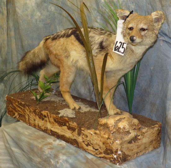 LIFESIZE BEAUTIFUL BLACKBACK JACKEL TAXIDERMY