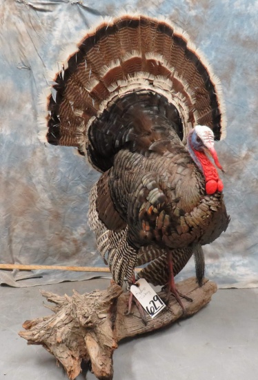 LIFESIZE TURKEY TAXIDERMY