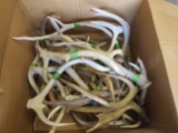 BOX OF 30LBS OF ANTLERS  TAXIDERMY