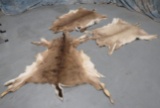 3 WHITETAIL HIDES (3x$)  TAXIDERMY