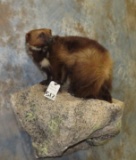 LIFESIZE WOLVERINE TAXIDERMY