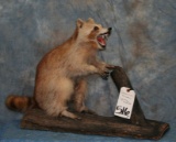 FIGHTING MAD CINNAMON RACCOON TAXIDERMY