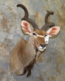 KUDU SH MT TAXIDERMY