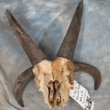 4 HORN JACOBS SHEEP SKULL TAXIDERMY