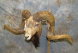 CORSICAN WALL PED TAXIDERMY