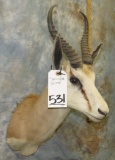 SPRINGBOK SH MT TAXIDERMY