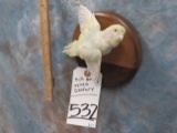FLYING LIFESIZE YELLOW CANARY TAXIDERMY