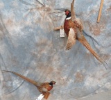 STANDING PHEASANT & FLYING PHEASANT (2X$)
