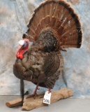 LIFESIZE TURKEY TAXIDERMY