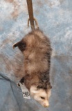 HANGING LIFESIZE POSSUM  TAXIDERMY