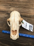 NICE BLACK BEAR SKULL  TAXIDERMY