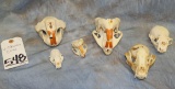 6 SKULLS (6X$) TAXIDERMY