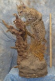 FULL BODY BOBCAT TAXIDERMY