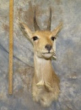 MTN REEDBUCK SH MT TAXIDERMY