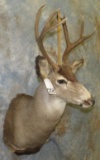 MULE DEER SH MT TAXIDERMY