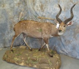 LIFESIZE MOUNTAIN NYALA TAXIDERMY
