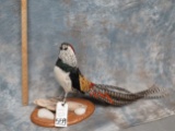 LADY AMHERST PHEASANT TAXIDERMY