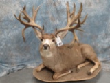 LIFESIZE LAYING MULE DEER W/ XL REPRODUCTION HORNS TAXIDERMY