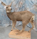 LIFESIZE MULE DEER DOE TAXIDERMY