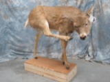 LIFESIZE WHITETAIL DOE TAXIDERMY