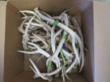 30 LB BOX OF ANTLERS  TAXIDERMY