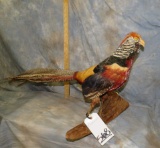 PHEASANT TAXIDERMY