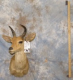 MTN REEDBUCK TAXIDERMY