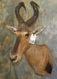 RED HARTEBEEST SH MT TAXIDERMY