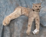 LIFESIZE CANADIAN LYNX  TAXIDERMY