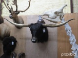 LONGHORN SH MT W/DETACHABLE HORNS  TAXIDERMY