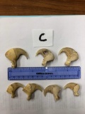 7 AFRICAN LION CLAWS (7x$) (TX RES)  TAXIDERMY