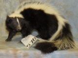 LIFESIZE SKUNK TAXIDERMY