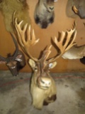 CARIBOU SH MT TAXIDERMY