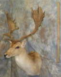 FALLOW SH MT TAXIDERMY