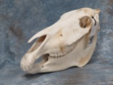 ZEBRA SKULL TAXIDERMY