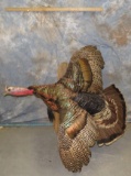 LIFESIZE TURKEY TAXIDERMY