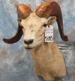DESERT SHEEP SH MT (BRITTLE HAIR) TAXIDERMY